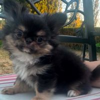 Superbes chiots chihuahua mâles et femelles #9