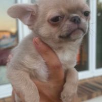 Superbes chiots chihuahua mâles et femelles #10