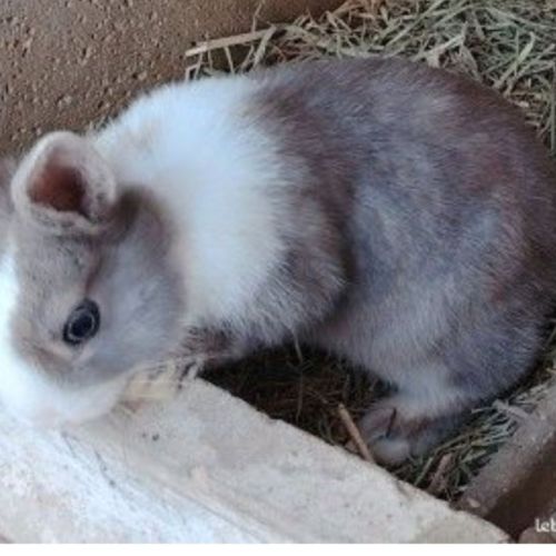 Lapin nain femelle #0