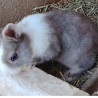 Lapin nain femelle