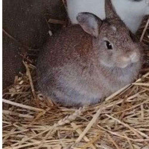 Lapin nain femelle #0