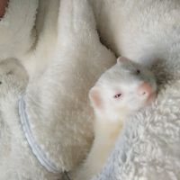 Jeune et gentille furette stérilisée #2