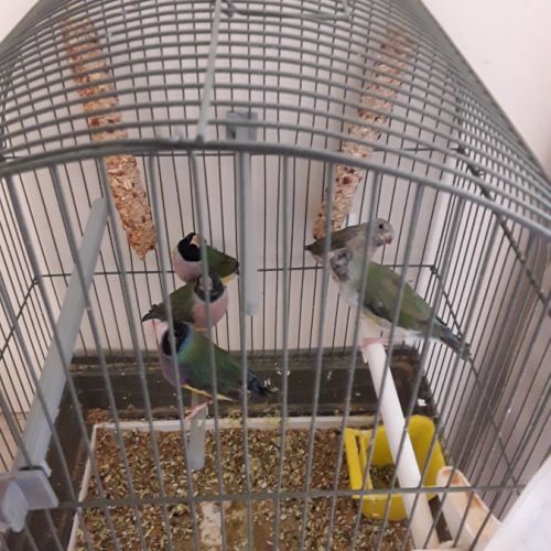 3 oiseaux diamant de gould