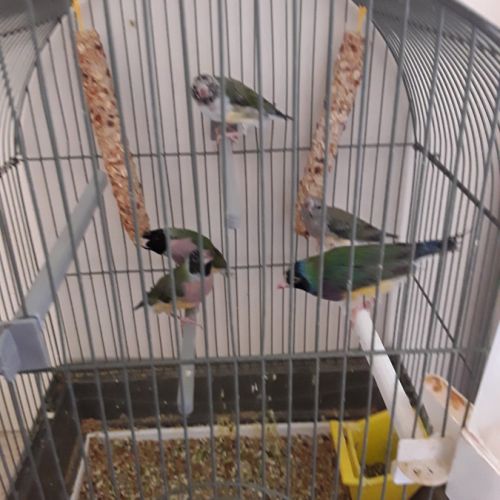 3 oiseaux diamant de gould #2