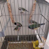 3 oiseaux diamant de gould #2