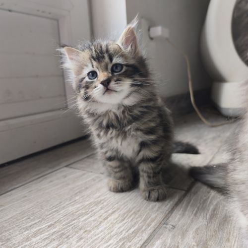Chaton sibérien loof #1