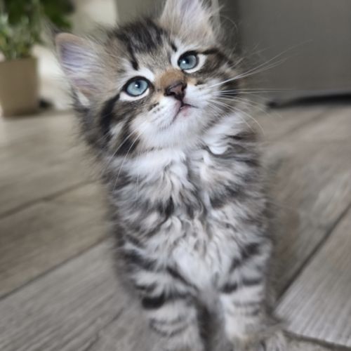 Chaton sibérien loof #3