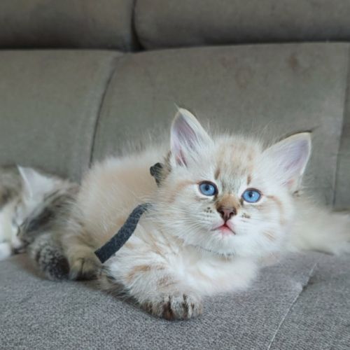 Chaton sibérien loof #4