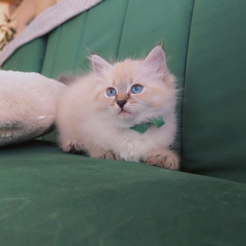 Chaton sibérien loof #5