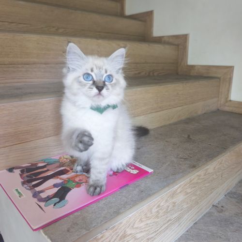 Chaton sibérien loof #2