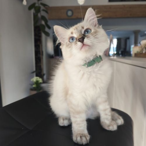 Chaton sibérien loof #3
