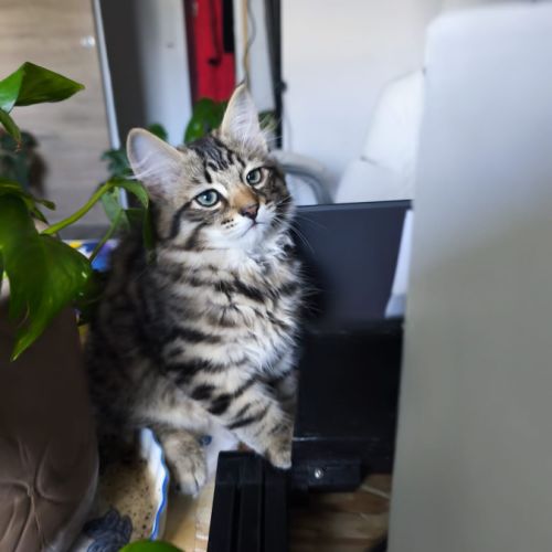 Chaton sibérien loof