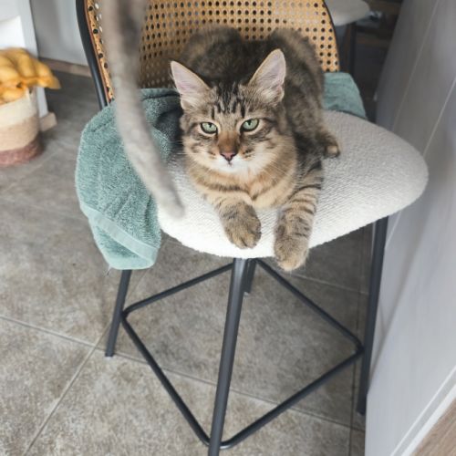 Chaton sibérien loof #1