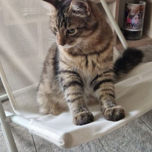 Chaton sibérien loof #4