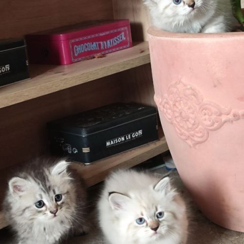 Chaton sibérien neva masquerad et traditionnel #5