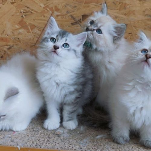 Chaton sibérien loof #6