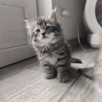 Chaton sibérien loof #1