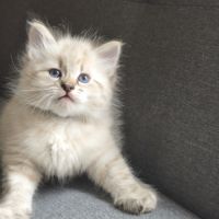Chaton sibérien loof #2