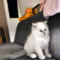 Chaton sibérien neva masquerad et traditionnel