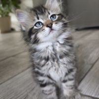 Chaton sibérien loof #3