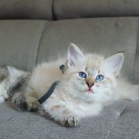 Chaton sibérien loof #4