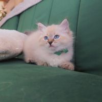 Chaton sibérien loof #5