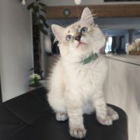 Chaton sibérien loof #3