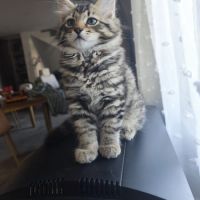 Chaton sibérien loof #5