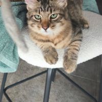 Chaton sibérien loof