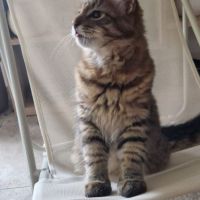 Chaton sibérien loof #5