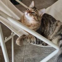 Chaton sibérien loof #6