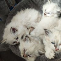 Chaton sibérien neva masquerad et traditionnel #2