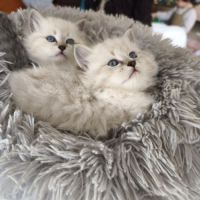 Chaton sibérien neva masquerad et traditionnel #4