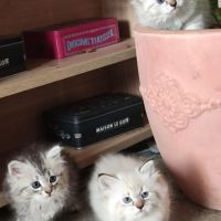 Chaton sibérien neva masquerad et traditionnel #5