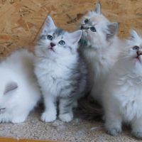 Chaton sibérien loof #6