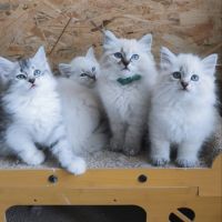 Chaton sibérien loof