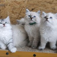 Chaton sibérien loof #8
