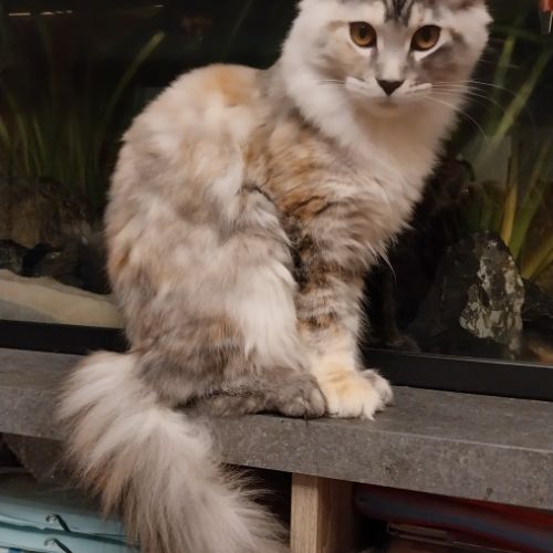 Chaton maine coon femelle loof #1