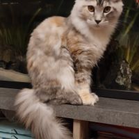 Chaton maine coon femelle loof #1