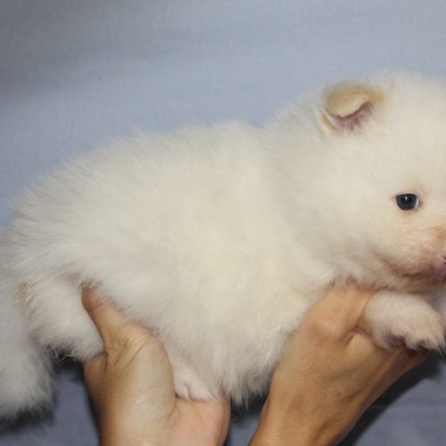 Spitz chiot #3