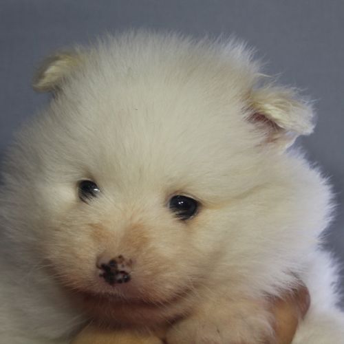 Spitz chiot #4