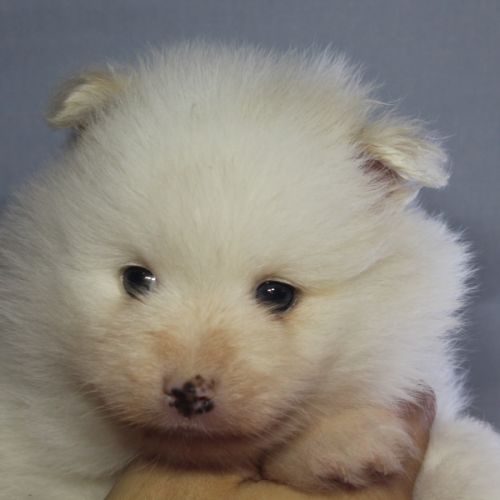 Spitz chiot #5