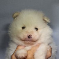 Spitz chiot