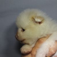 Spitz chiot #2