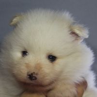 Spitz chiot #4