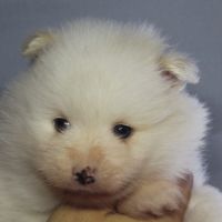 Spitz chiot #5
