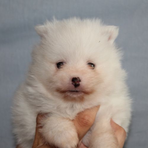 Spitz chiot #0