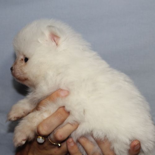 Spitz chiot #2