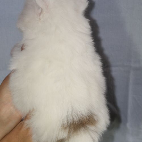 Spitz chiot #5
