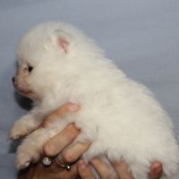 Spitz chiot #2